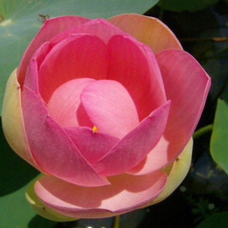 lotus pink