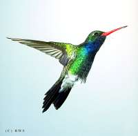 hummingbird hummingbird