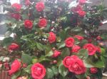 Camelia 1