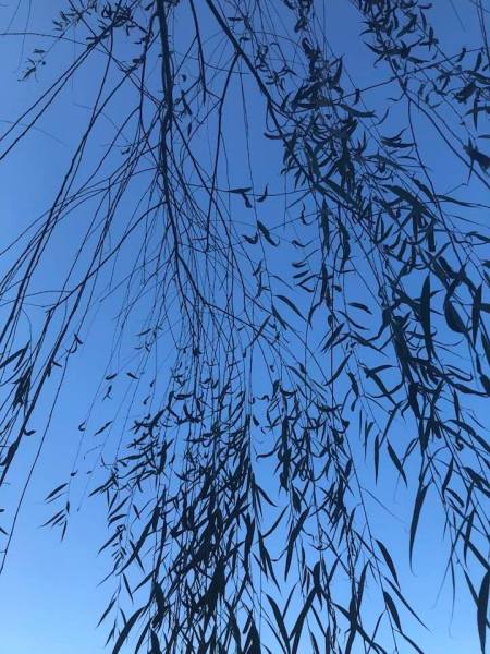 weeping willow